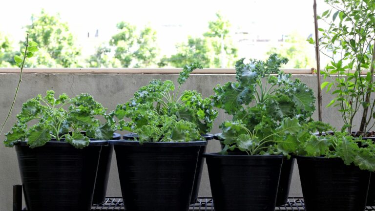 Kale in pots
