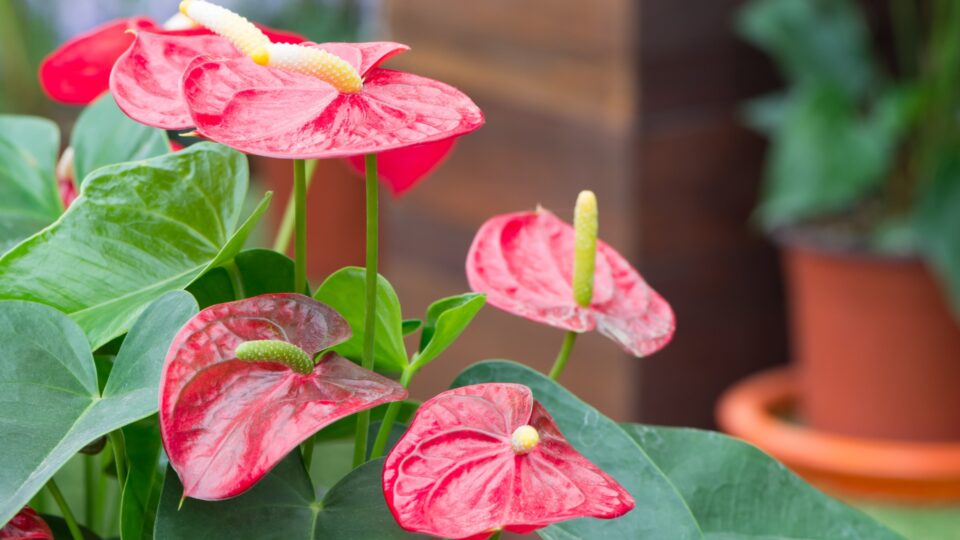 These 6 Tips Will Get Your Anthurium To Bloom Again And Keep Flowers