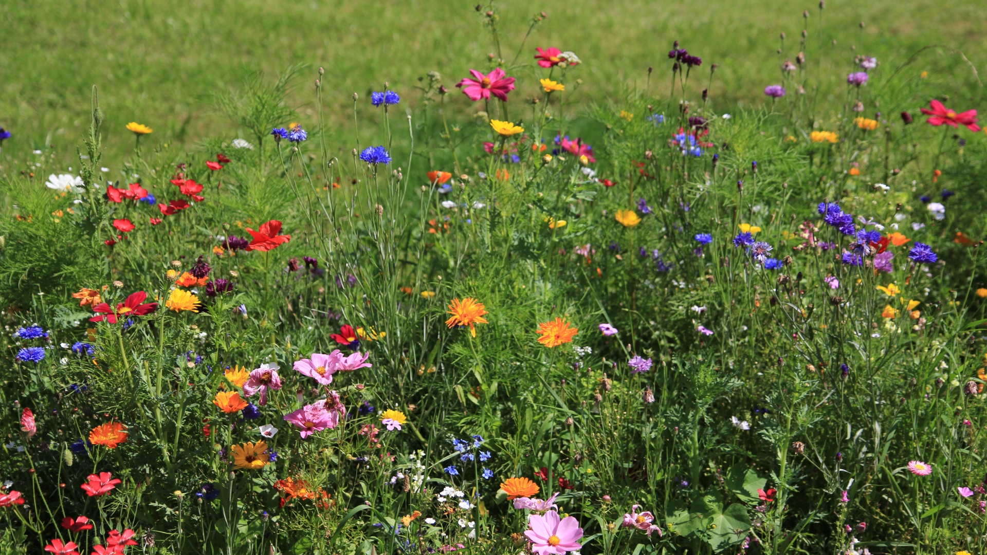 This Is The Best Time Of Year To Sow Wildflower Seeds In Your Yard