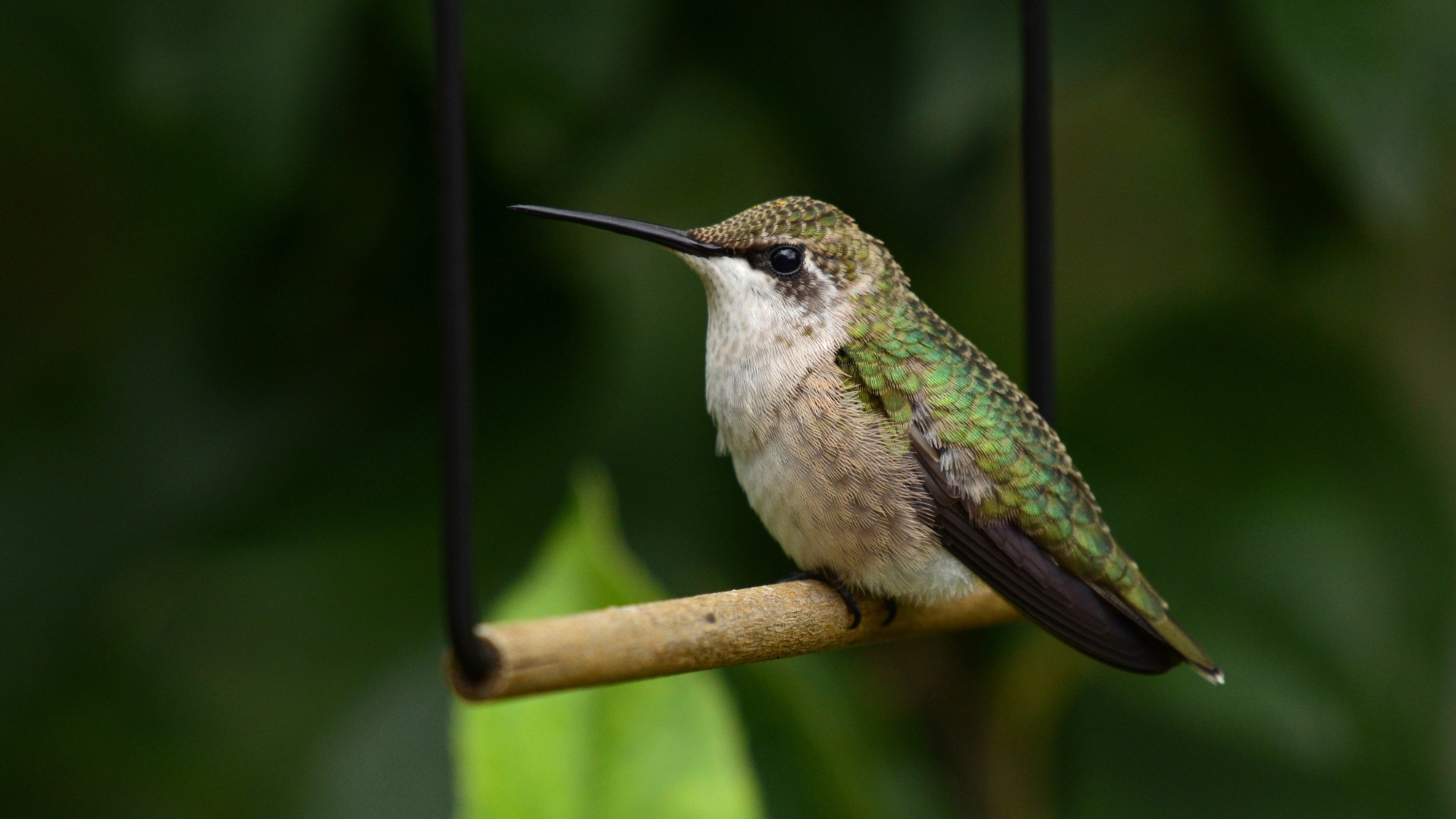 photo of a hummingbird