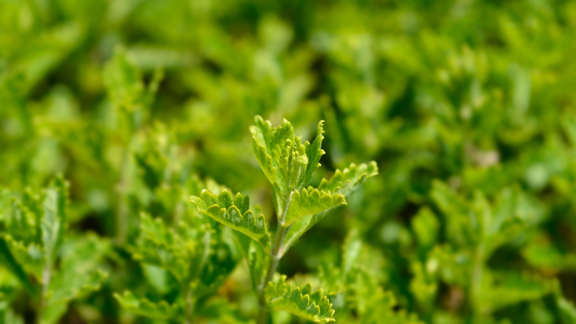 This Perennial Herb Has So Many Benefits And Is An Absolute Must-Have In Your Garden