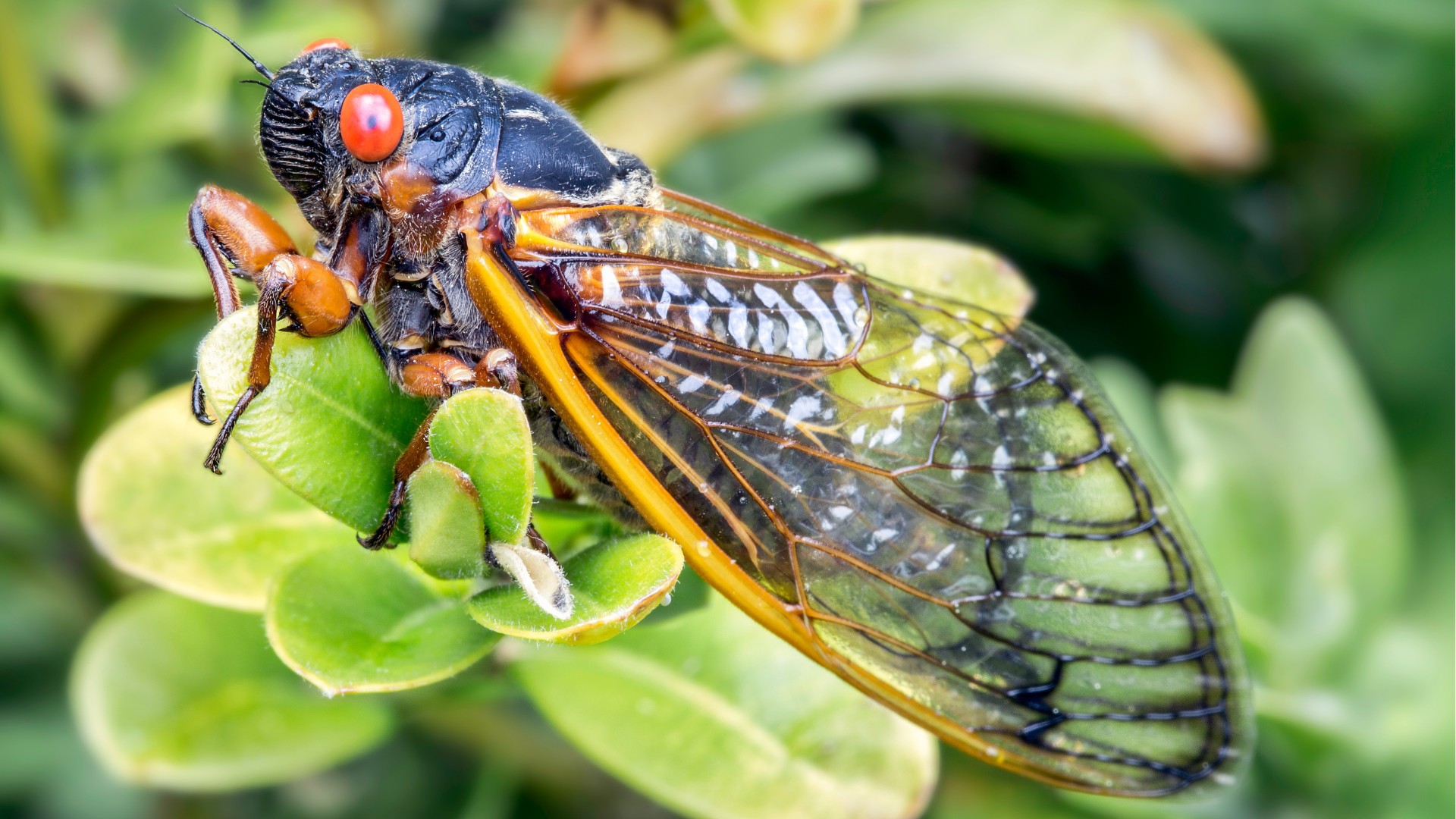 Cicada symphony
