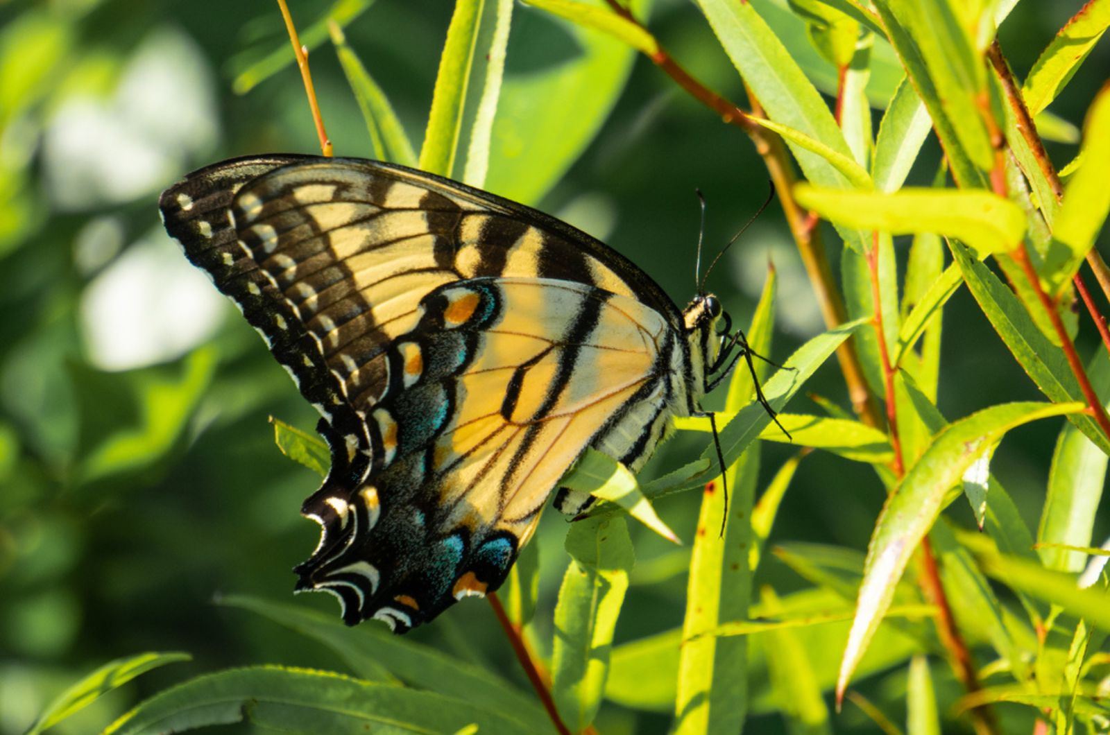 Tiger Swallowtail butterfly in the morning light
