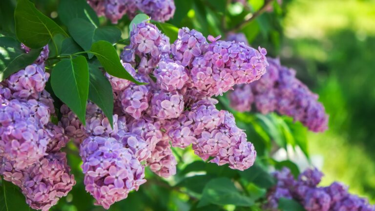 Lilacs