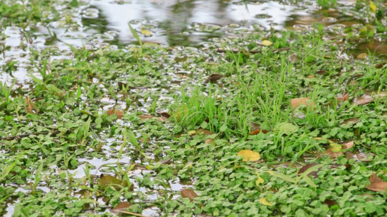 water run off in the yard
