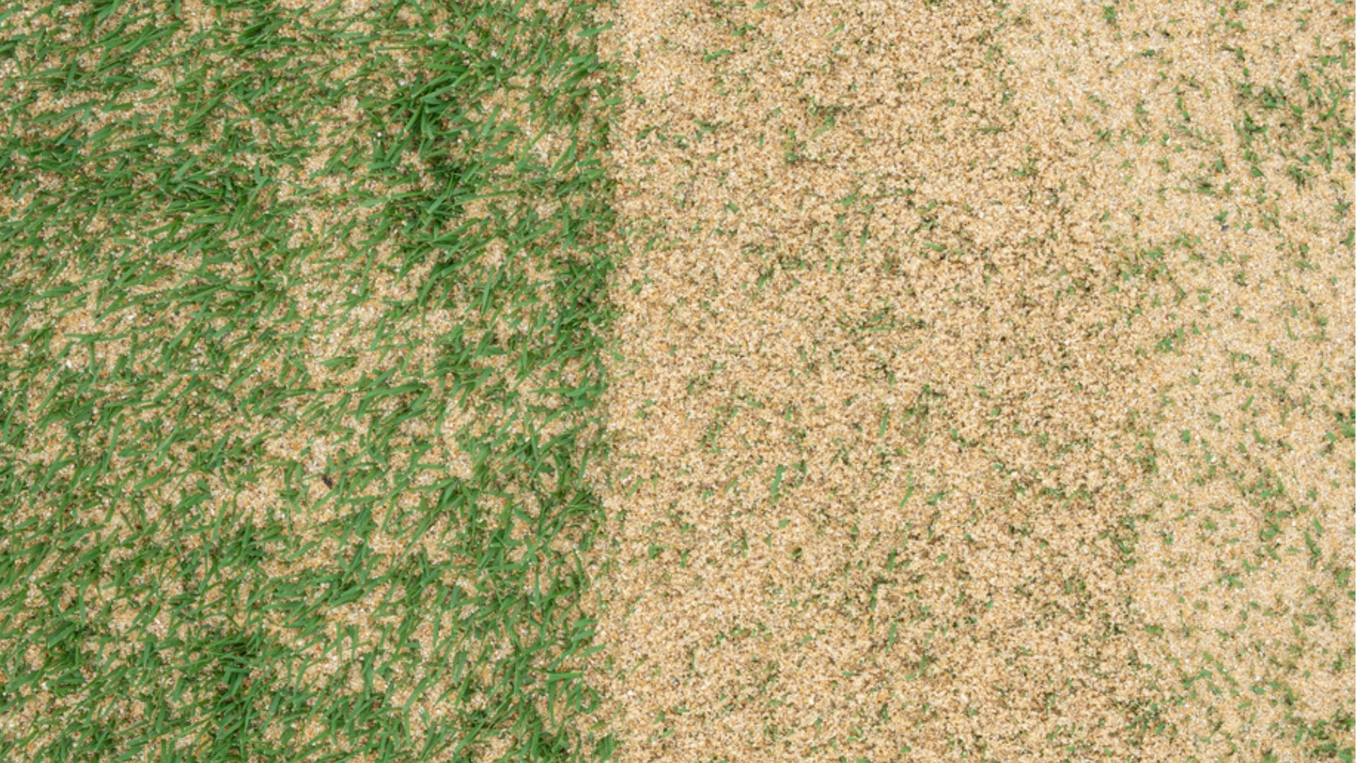 sand for lawn