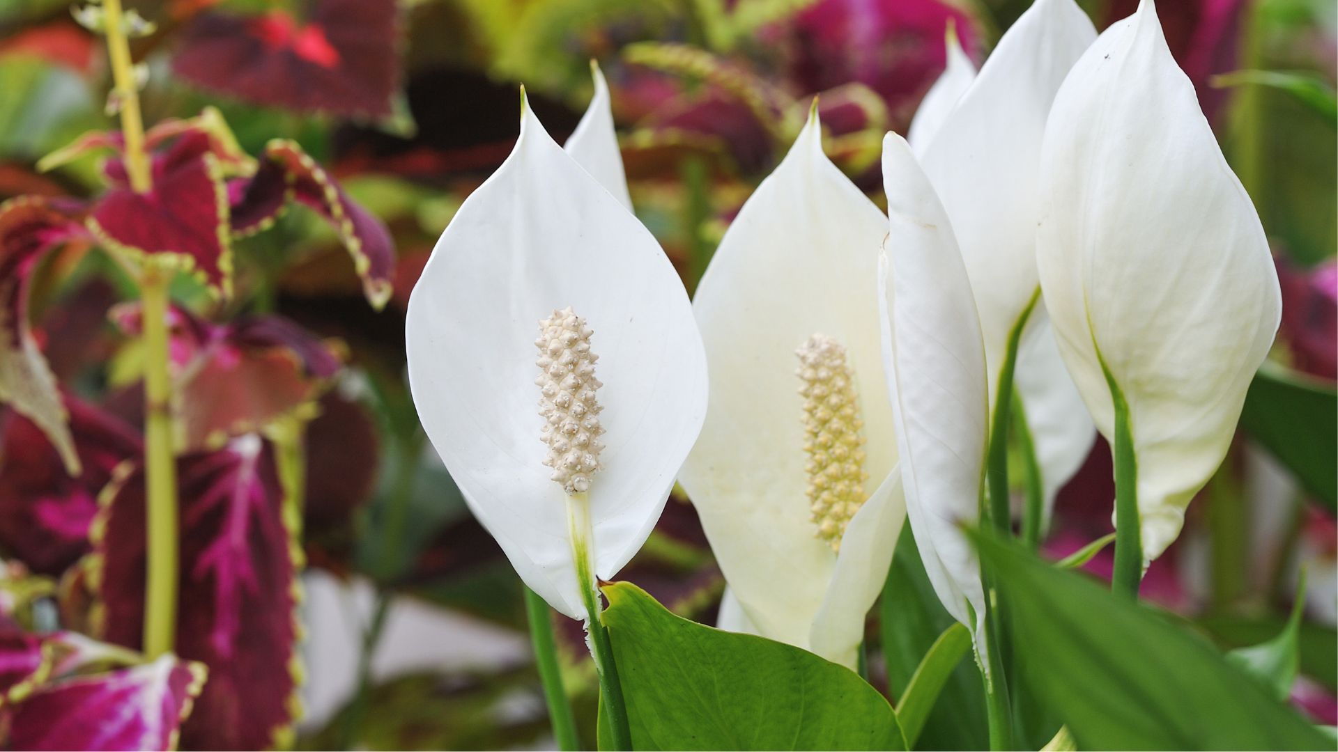 Watch Your Peace Lily Thrive With This Foolproof Fertilizing Plan For Gorgeous Blooms