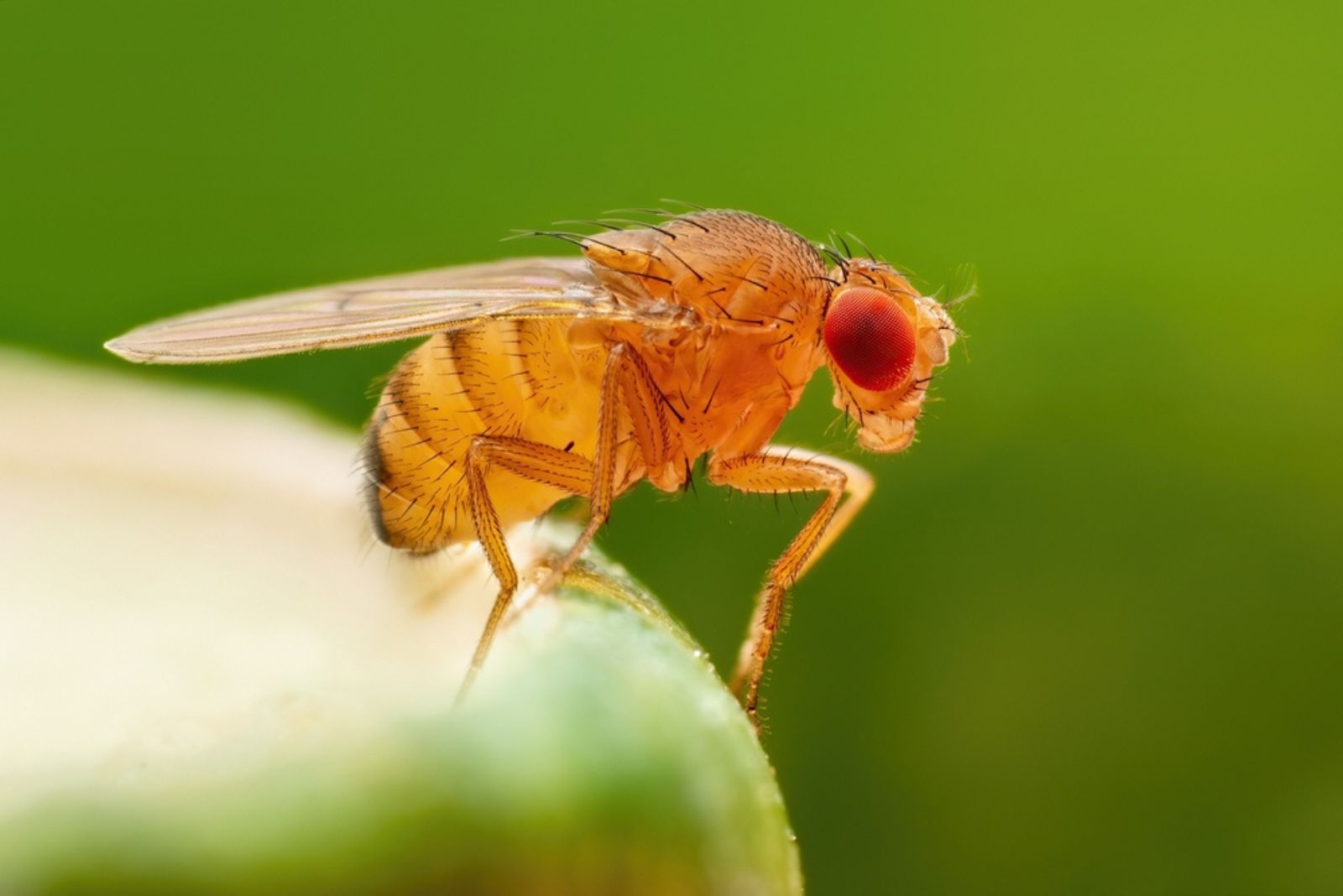 a fly on fruit