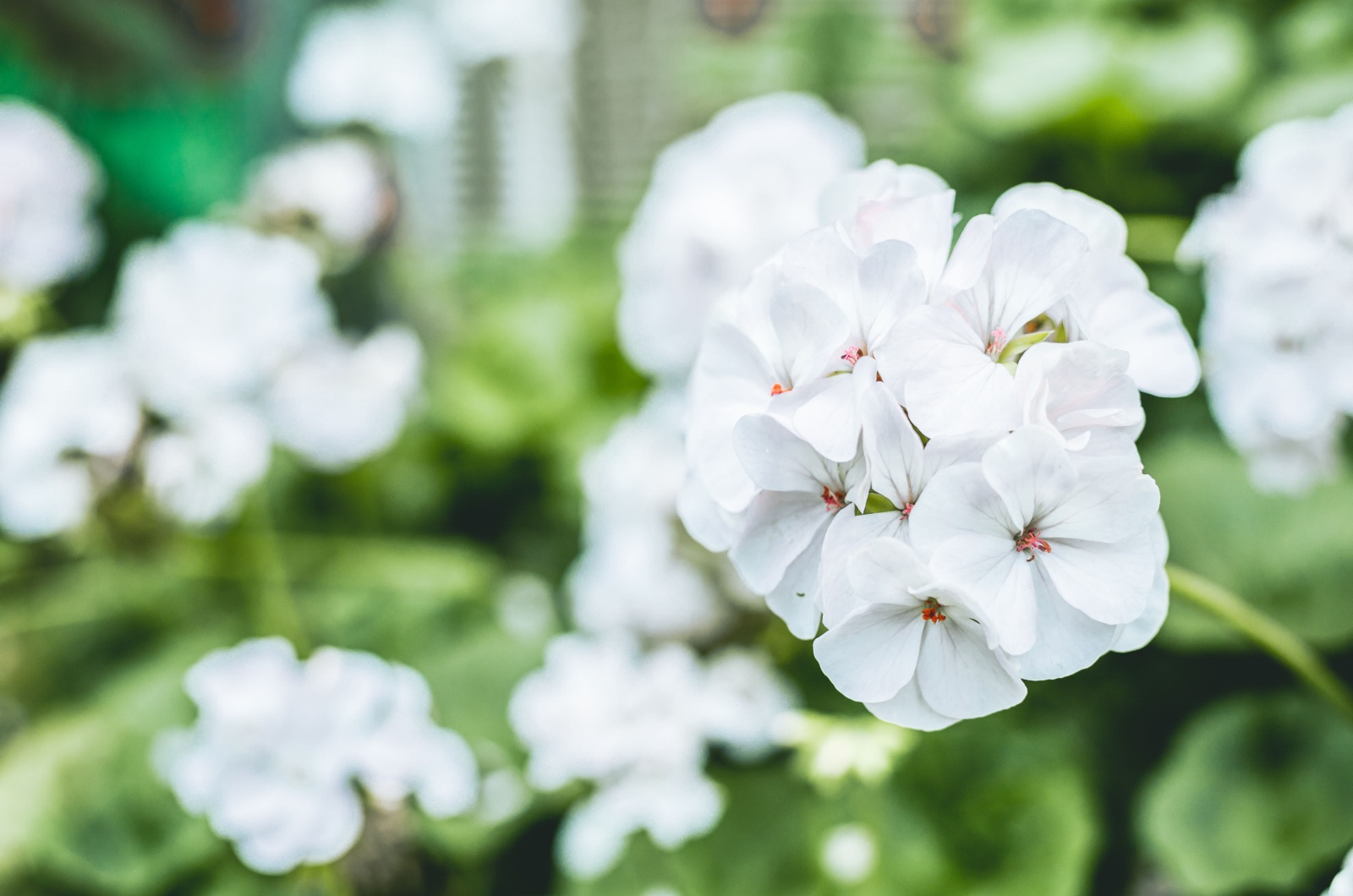 beautiful white geranium