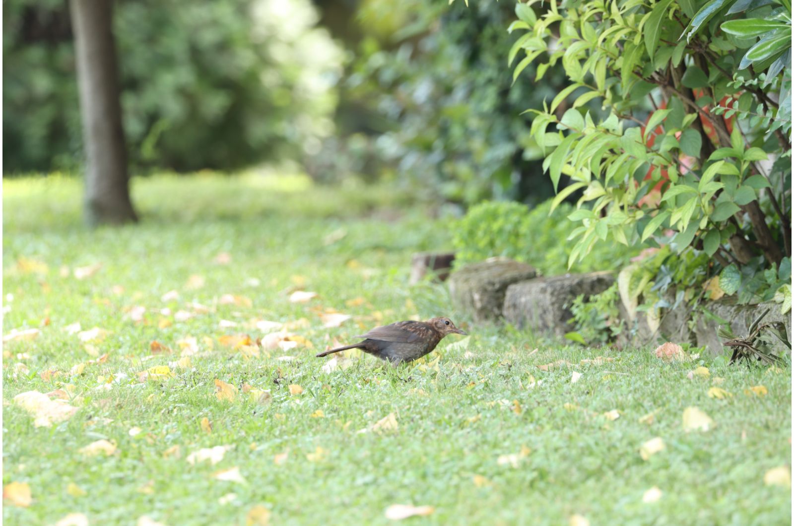 black bird on the lawn