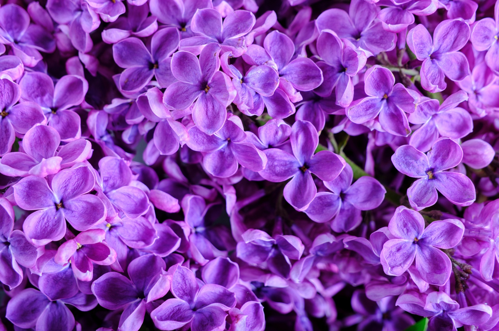 blooming lilacs