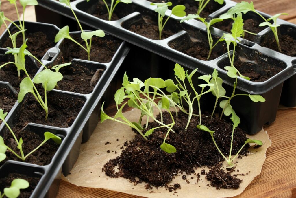 cabbage seeds