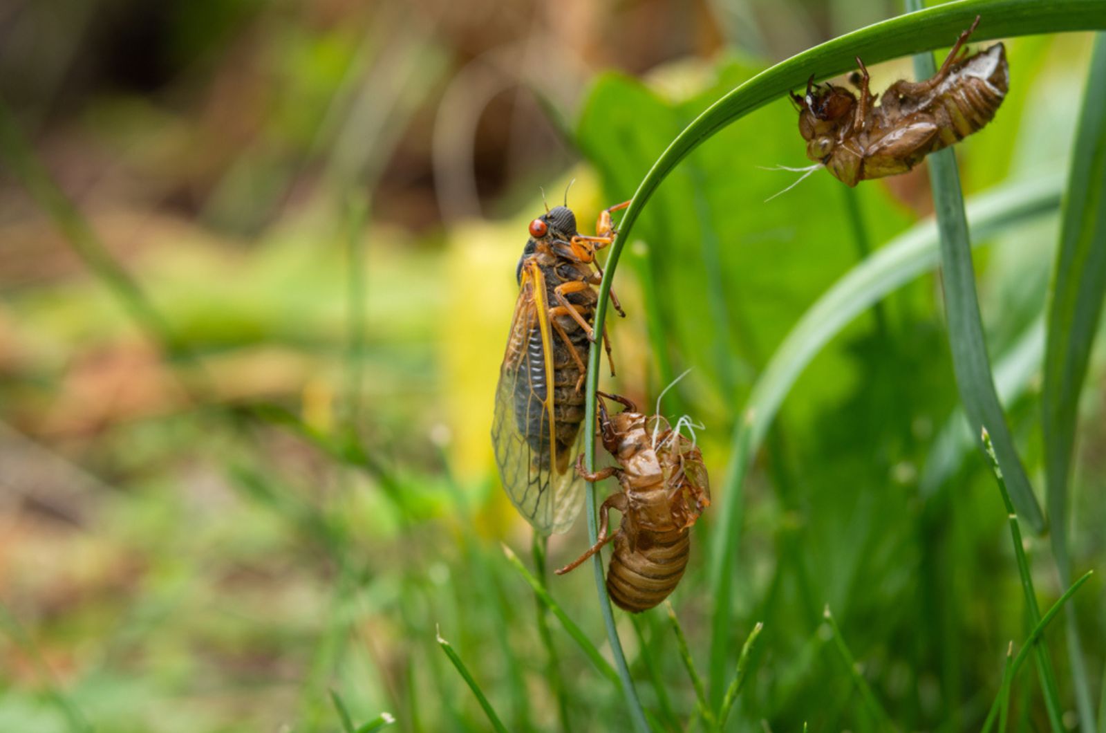 cicadas in the garden