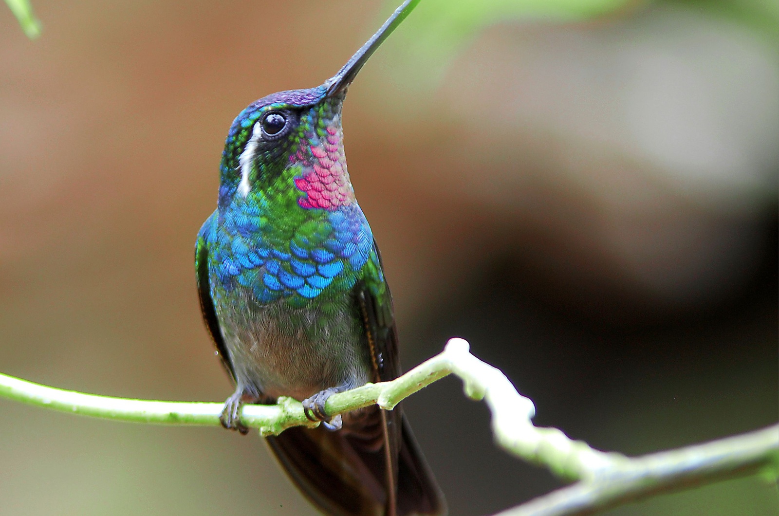 colorful hummingbird on a branch