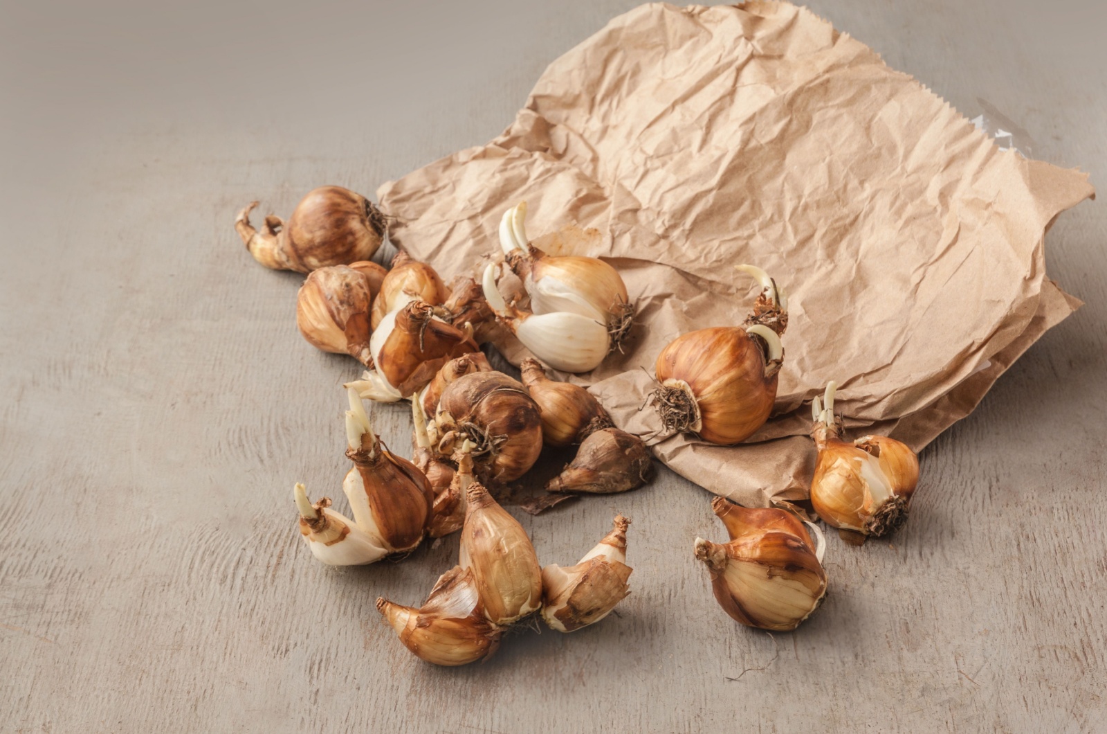 daffodil bulbs with leaf sprouts near a paper bag on a table