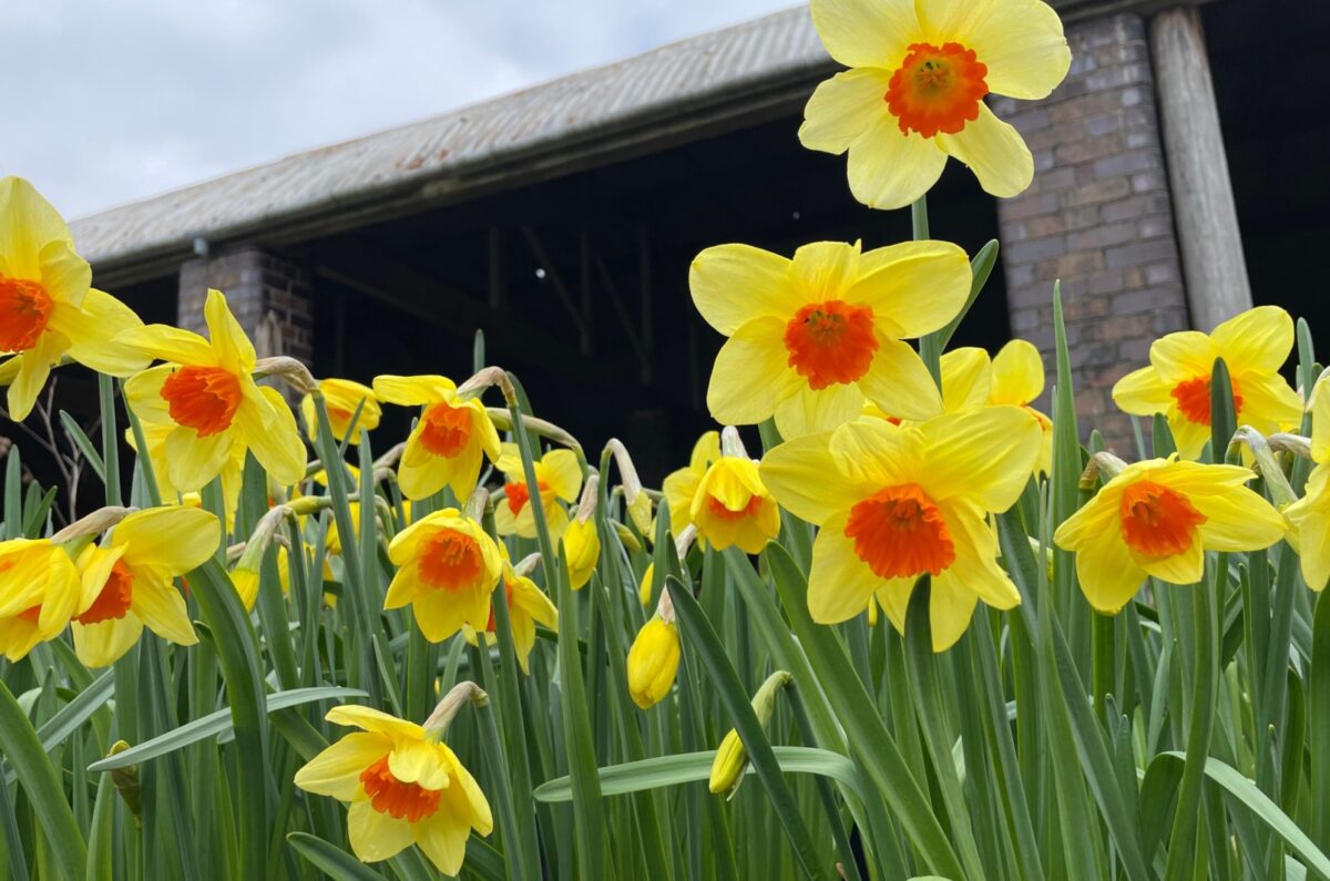 Here’s What You Should Do With Daffodils After Flowering To Keep Them