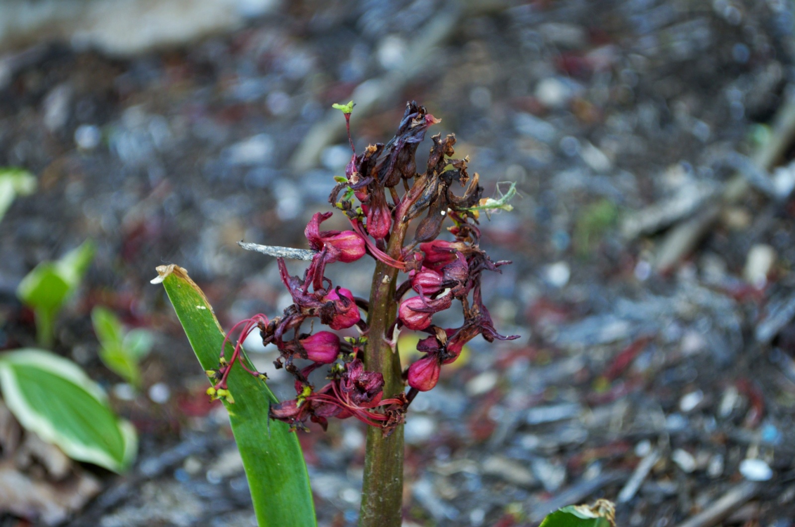 faded hyacinth flower