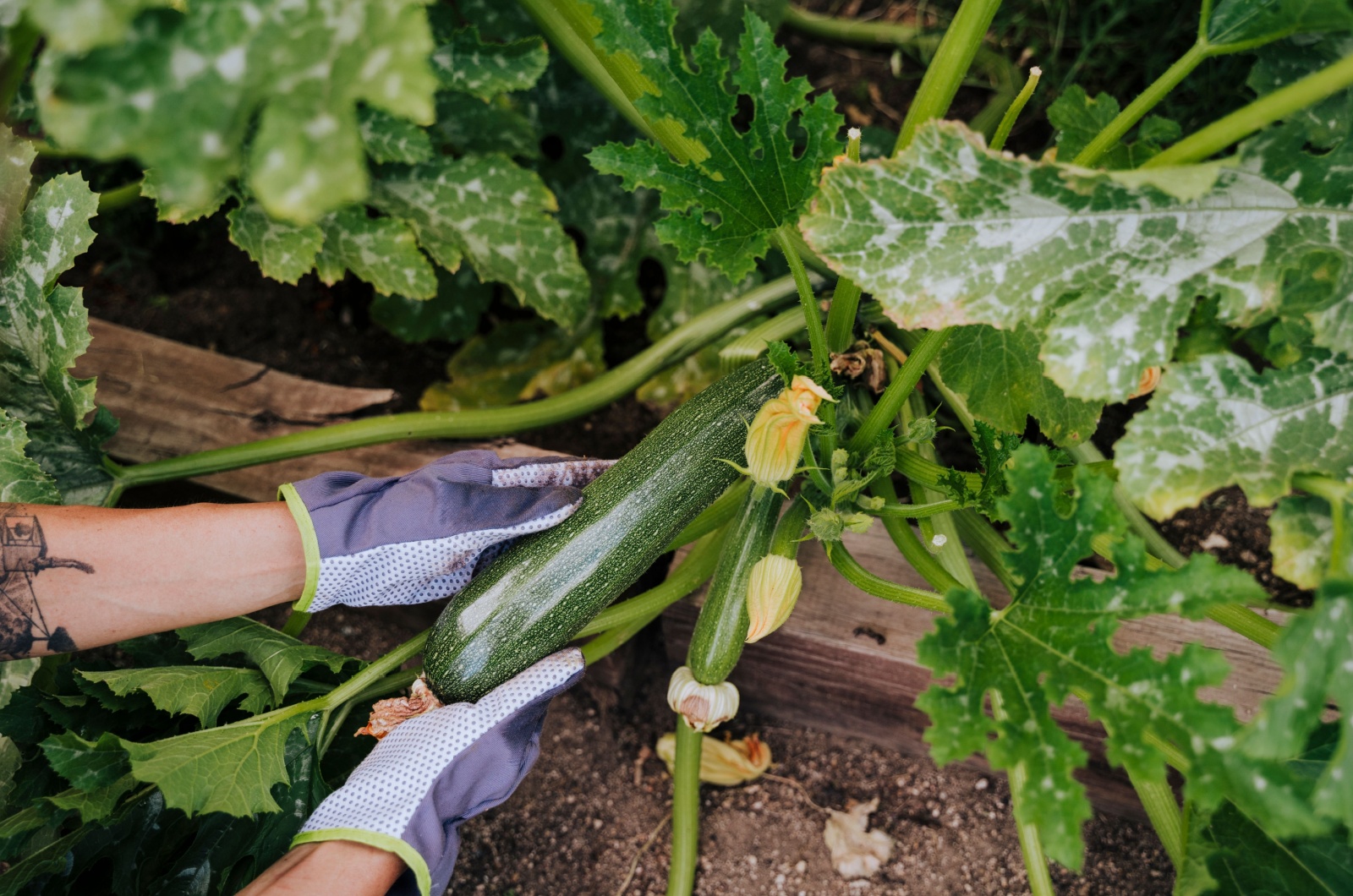 farmer picking zucchini from plant growing in garden