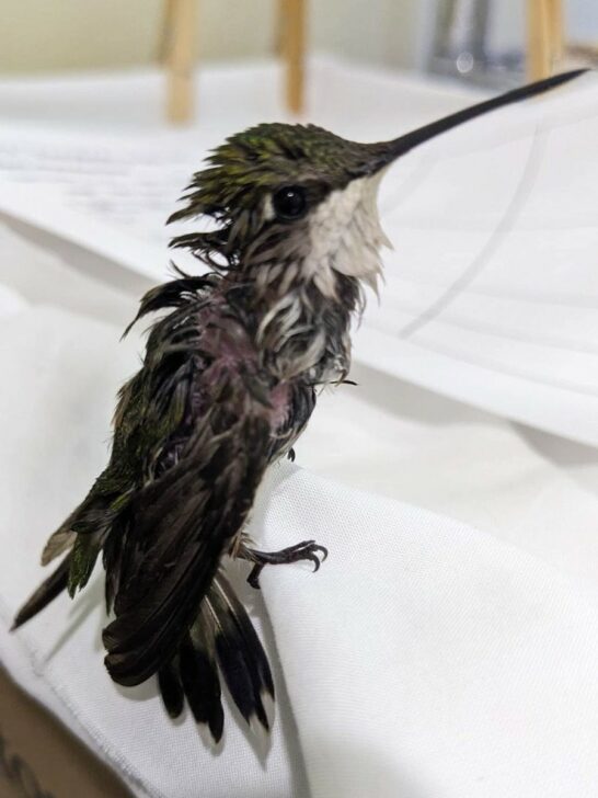 This Is Why Leaving Grape Jelly Outside Could End Tragically For Hummingbirds