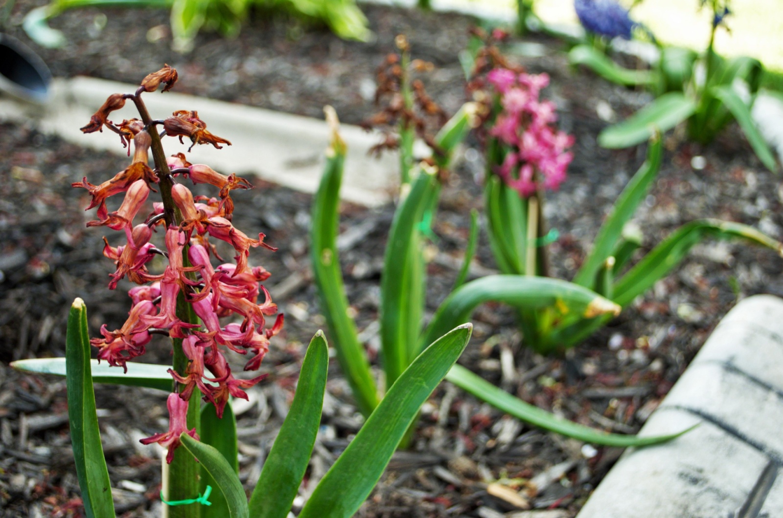 hyacinth plant