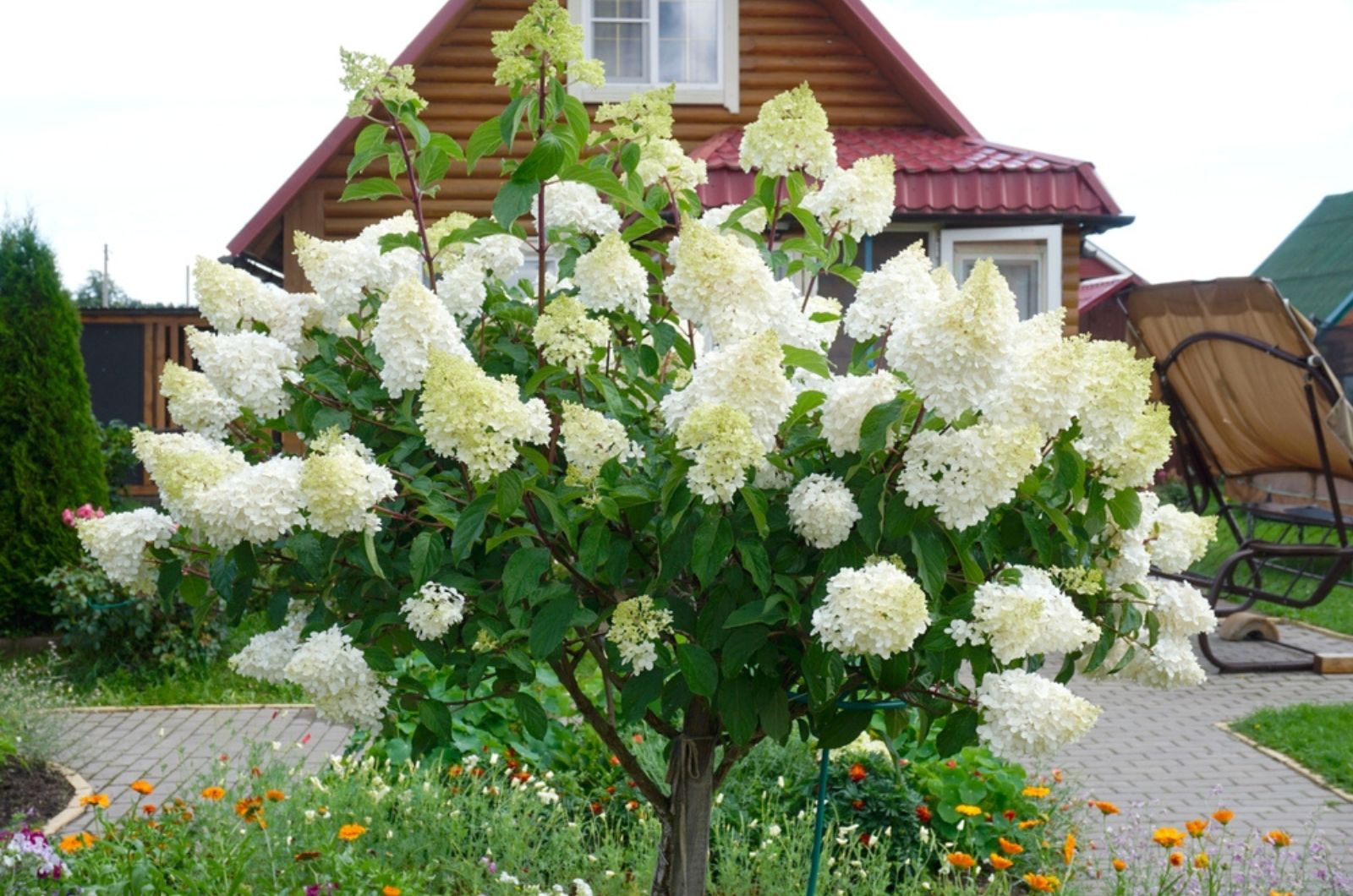 large white hydrangea bush in the garden in the country