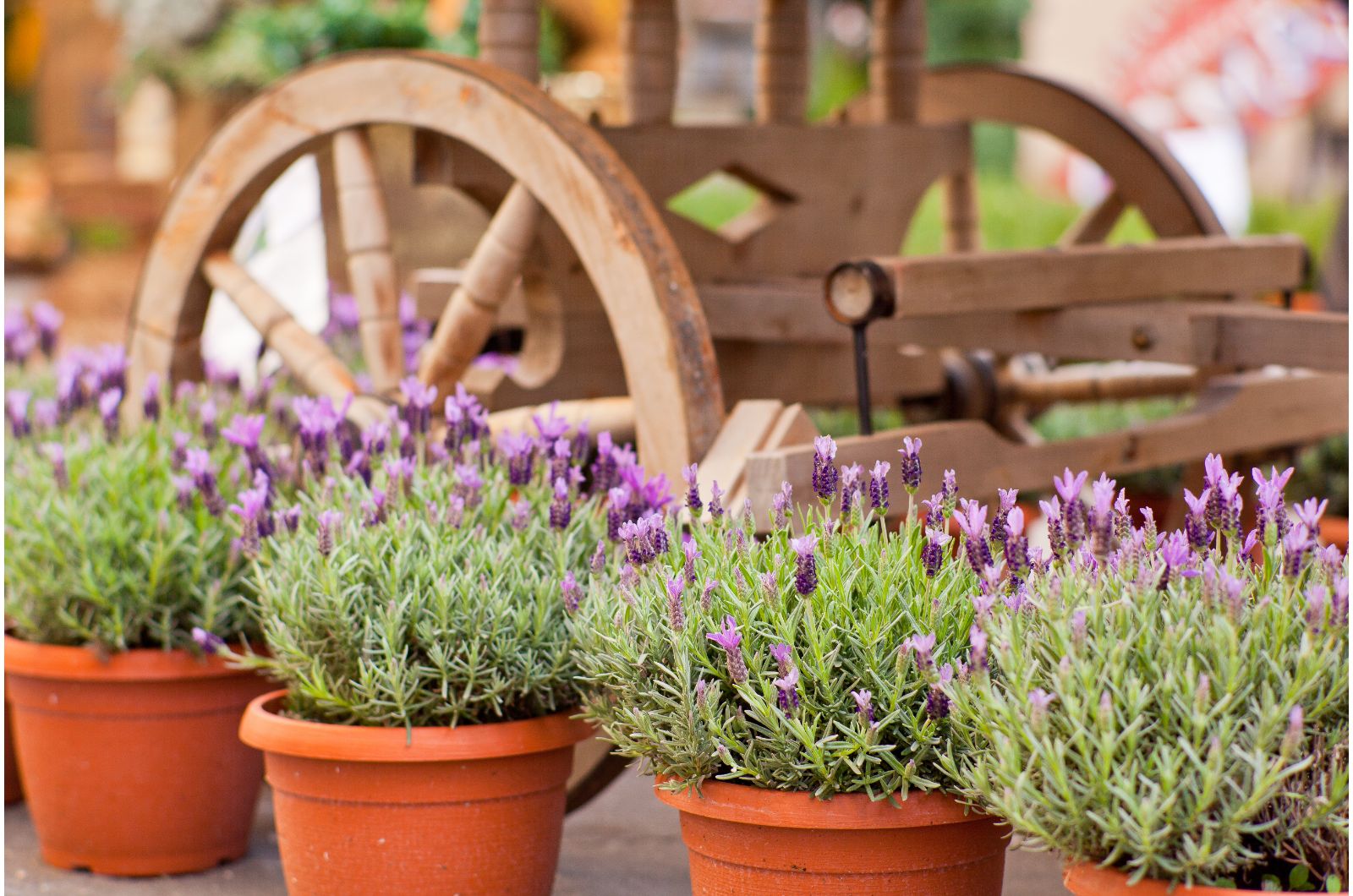 lavender growing in pots