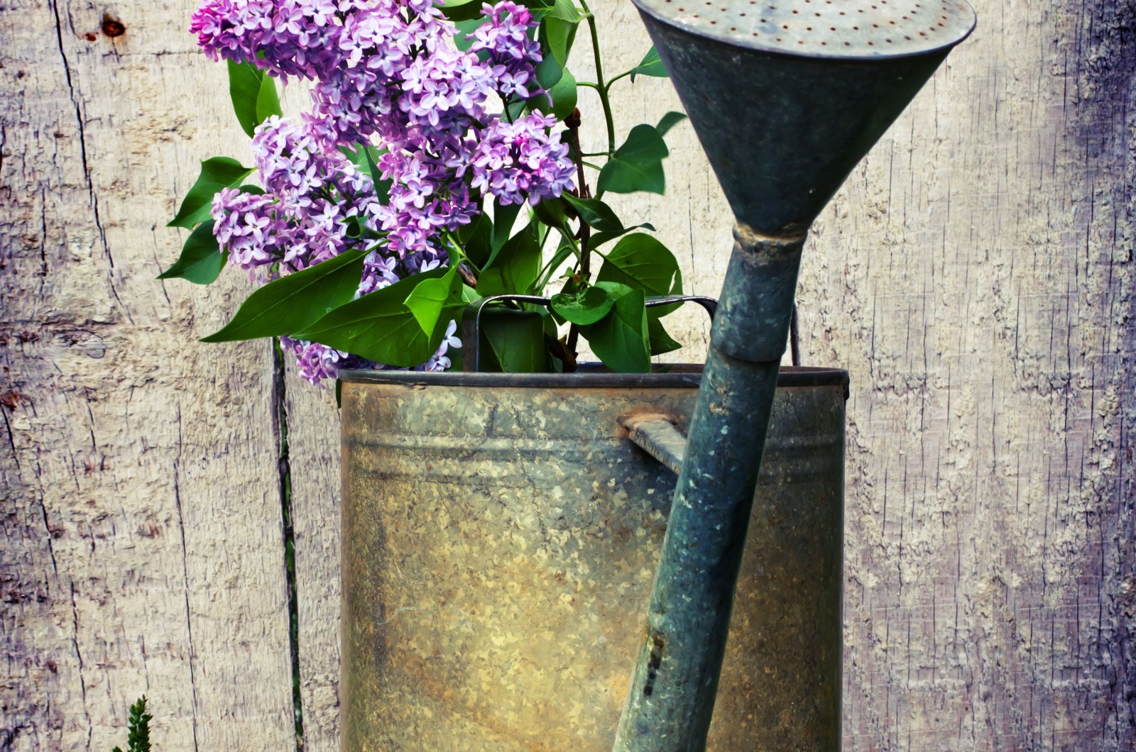 lilacs and watering can