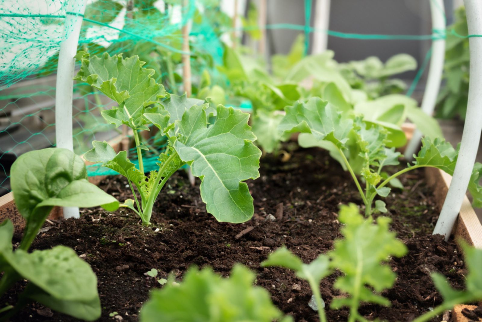 netted kale in pots