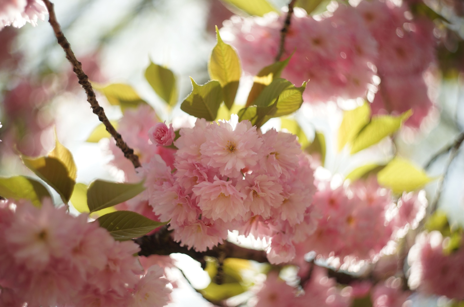 ornamental cherry tree blossom