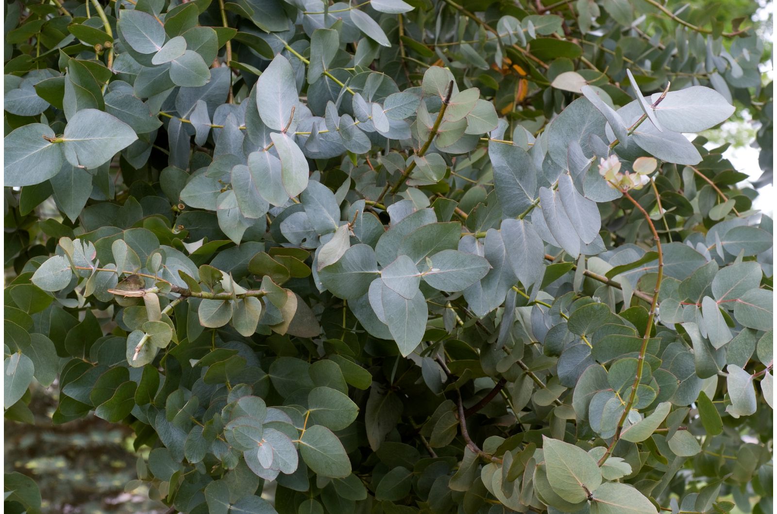 photo of eucalyptus