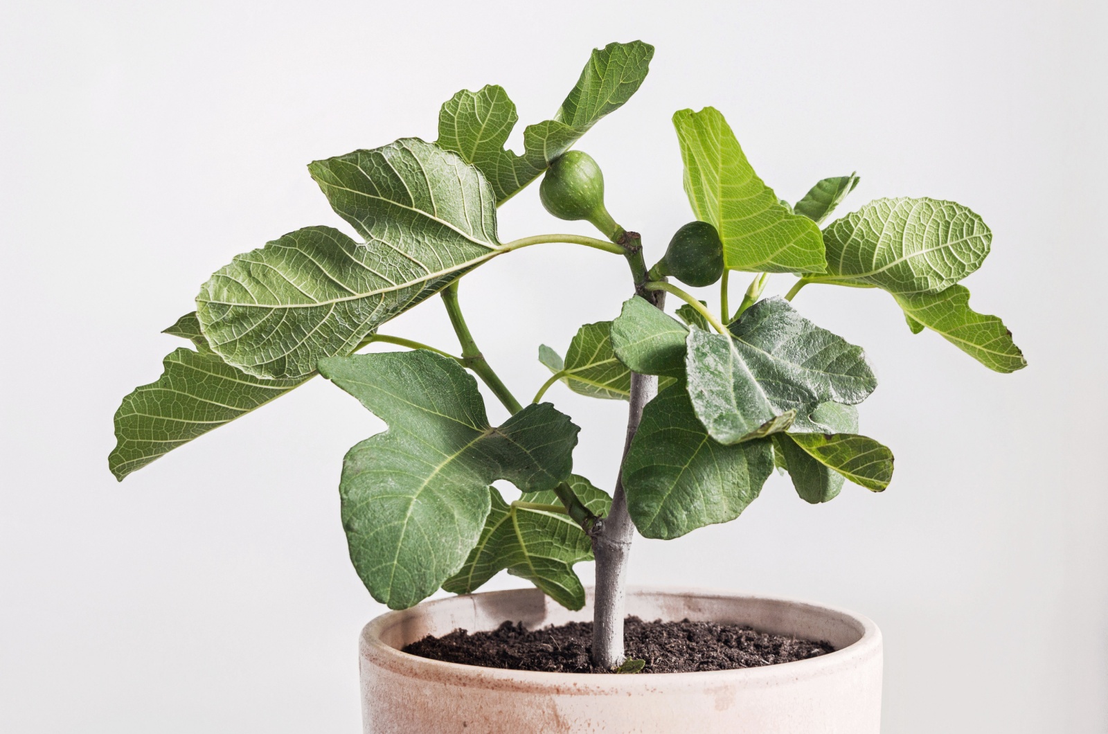potted fig tree with white background
