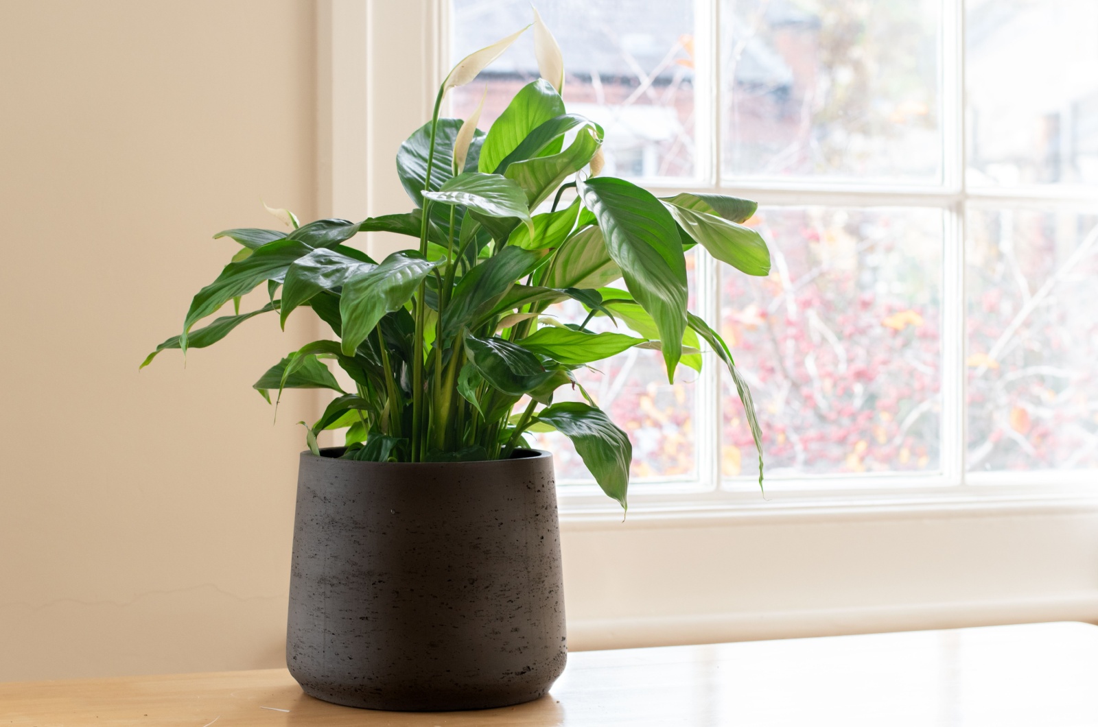 potted peace lily by the window