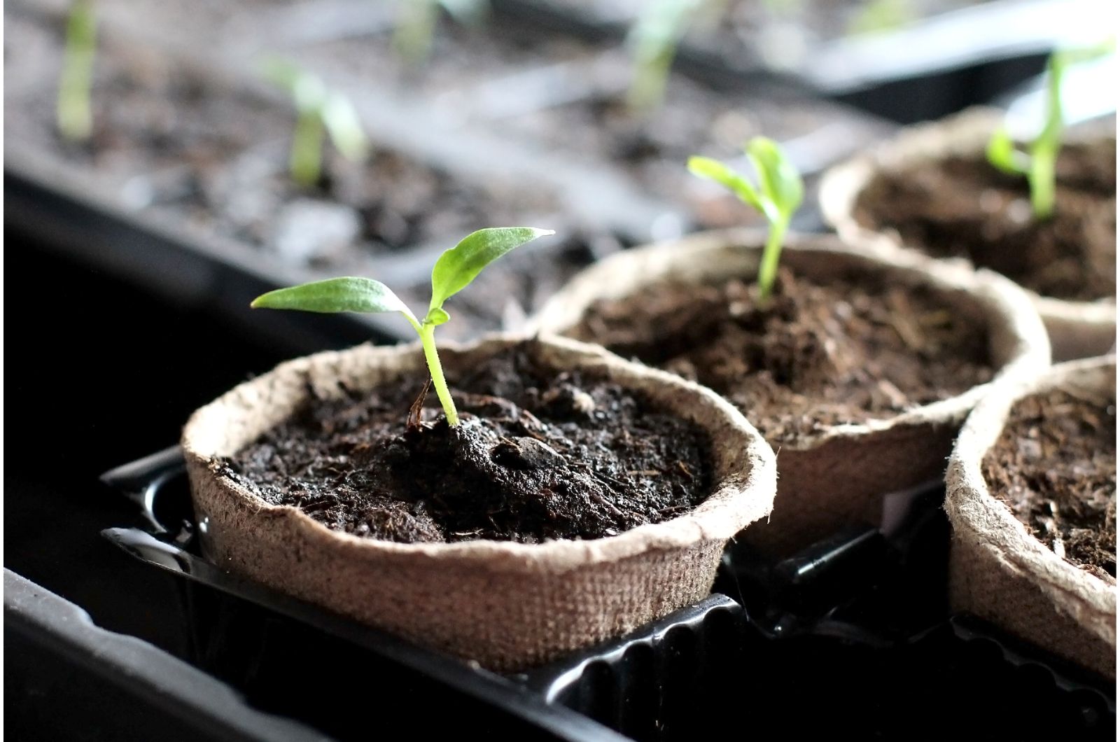 seedlings