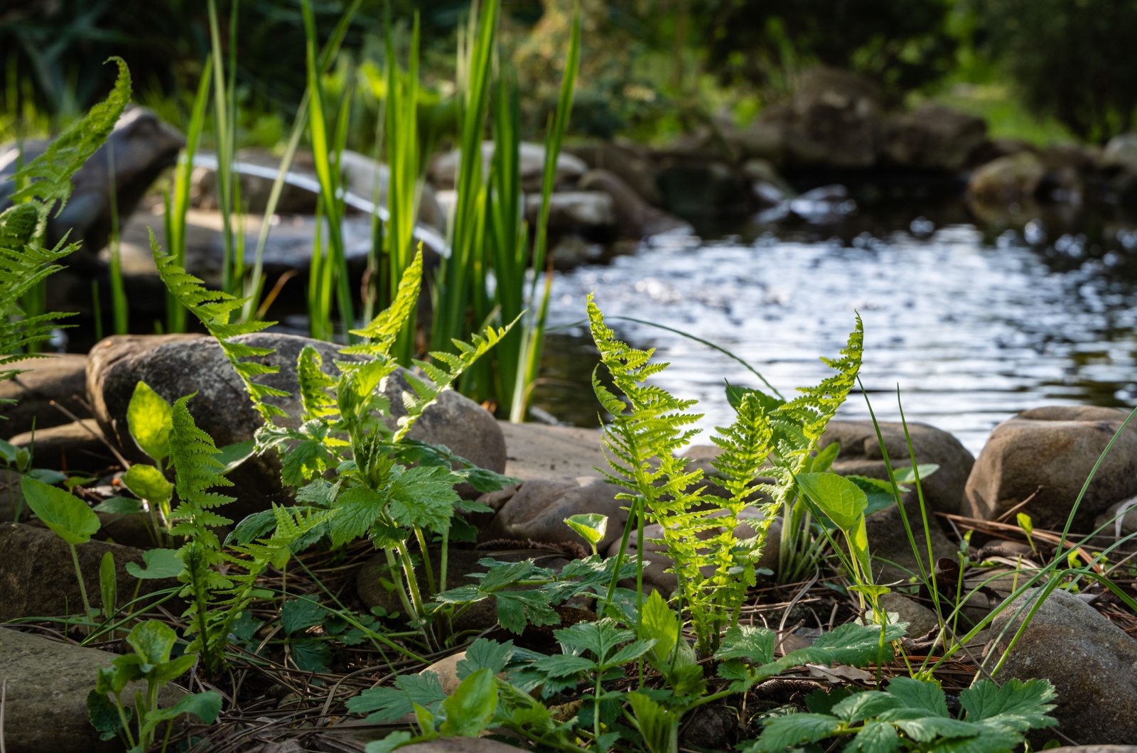 small pond in garden