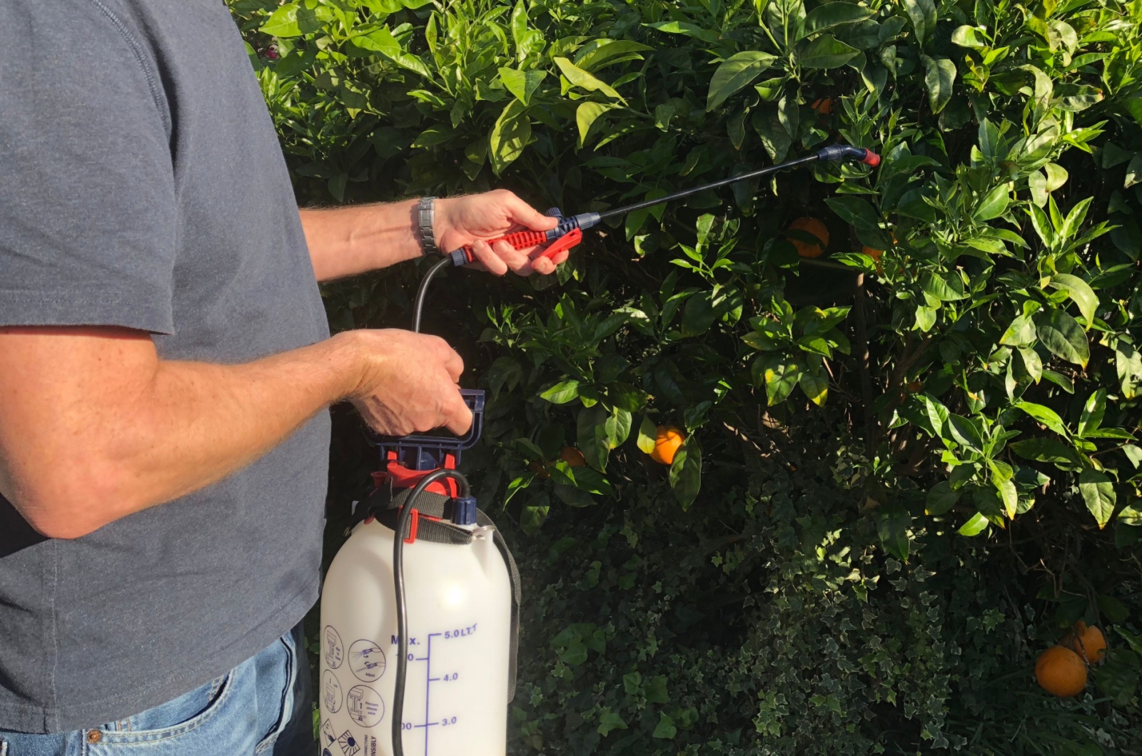 spraying citrus tree