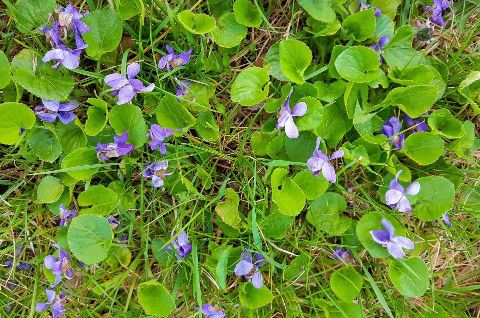 violets growing