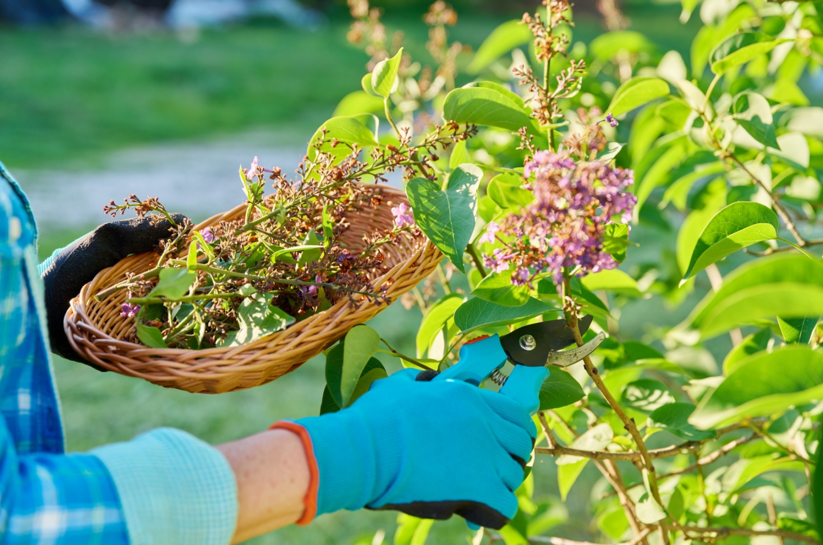 woman picking lilacs