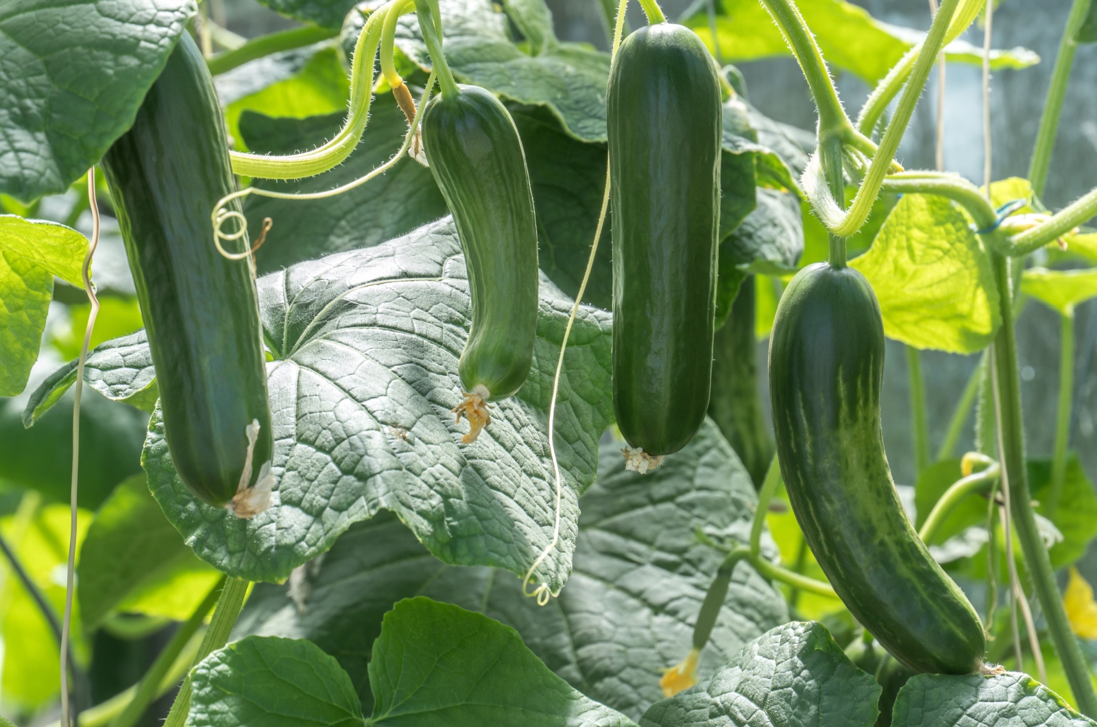 zucchini plant ready for harvest