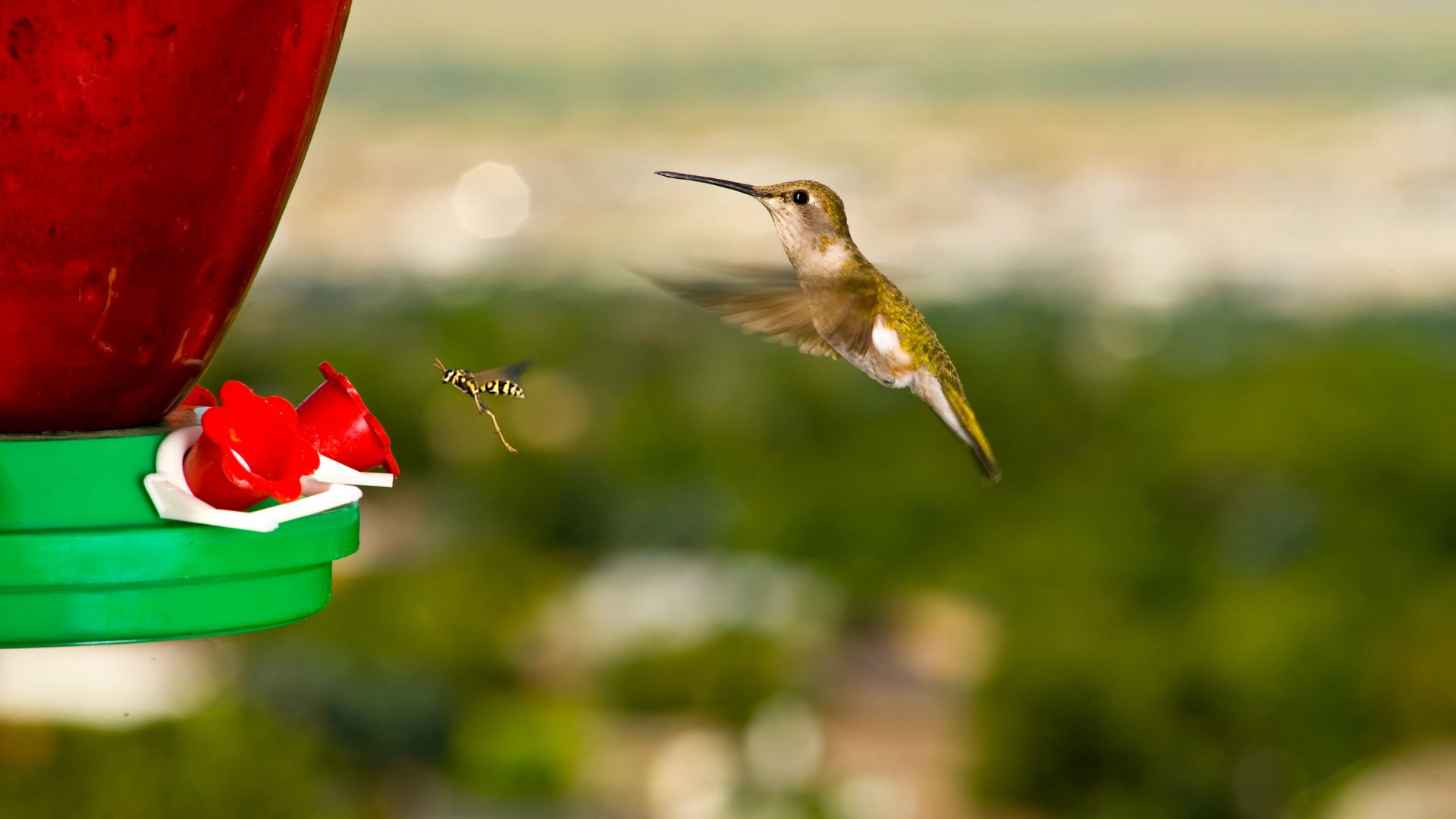 11 Genius Hacks To Protect Your Hummingbird Feeder And Keep Those Pesky Wasps Away