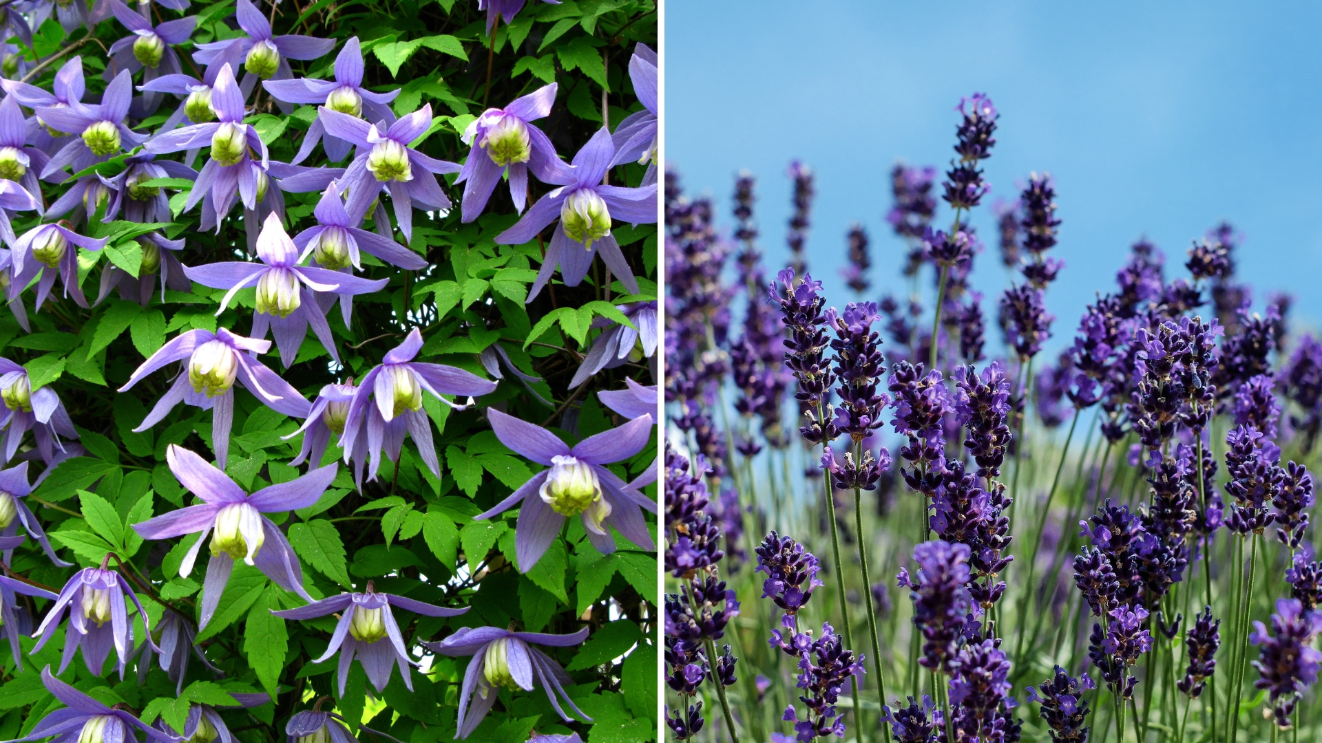 4 Plants You Must Prune Until The End Of May If You Want More Stunning Blossoms