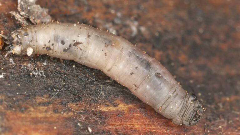 photo of leatherjacket