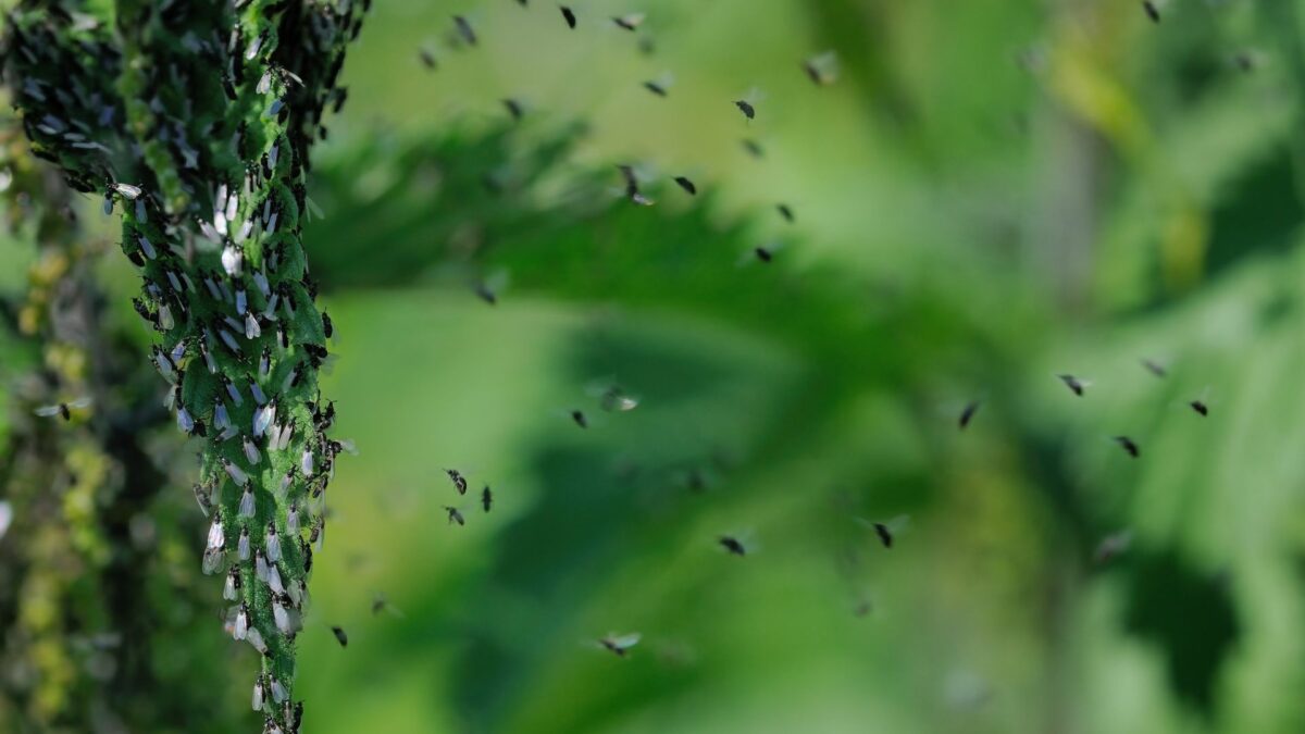 5 Proven Methods To Rid Your Yard Of Midges Once And For All