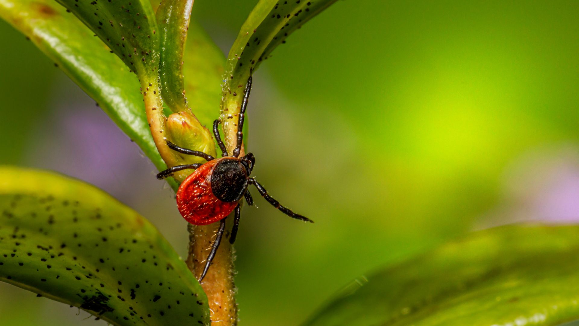 5 Tricks For Banishing Ticks That’ll Help You Enjoy Your Summer Without The Itch