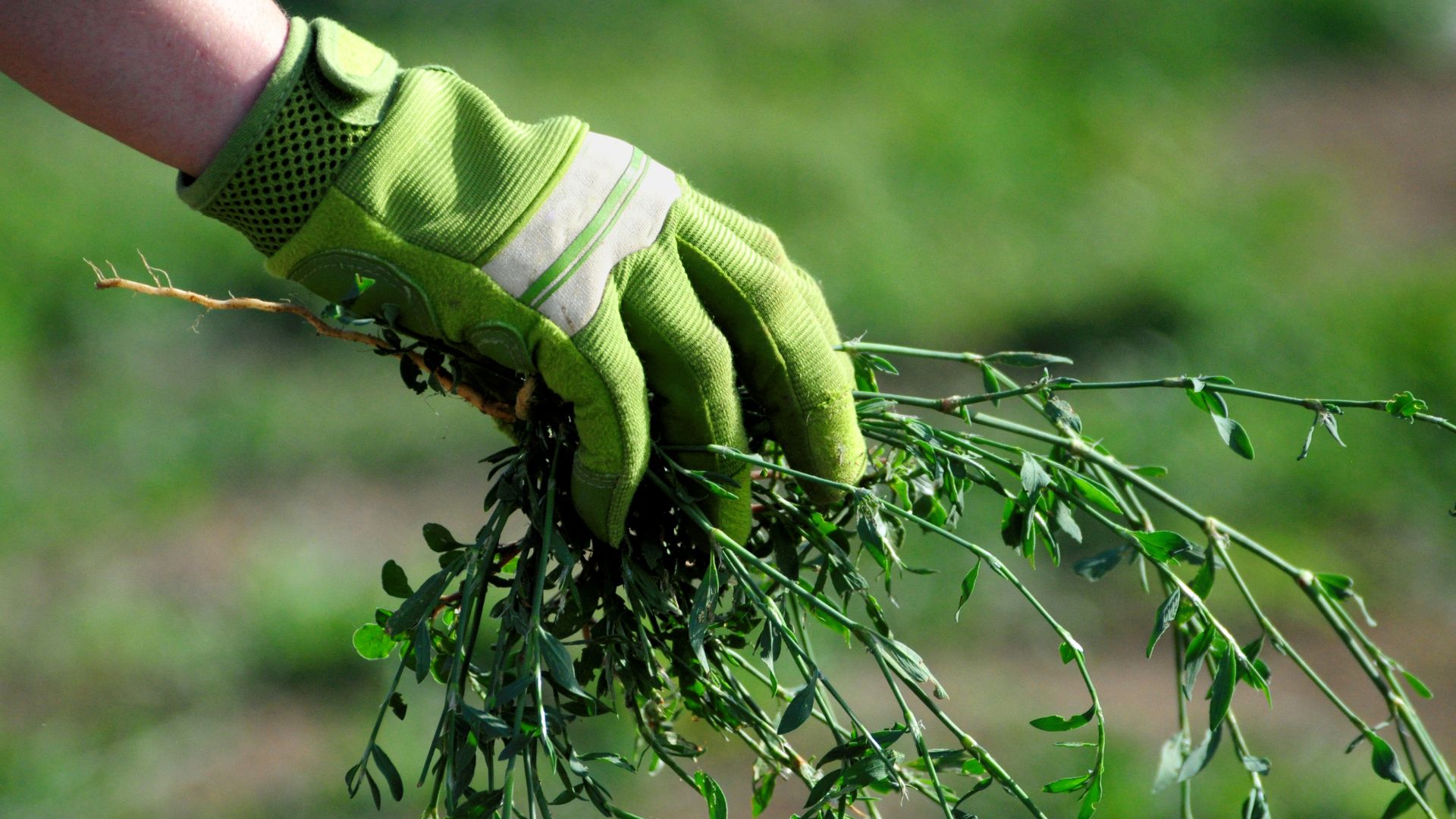 6 Weed Control Tips You Need To Banish Weeds From Your Garden For Good