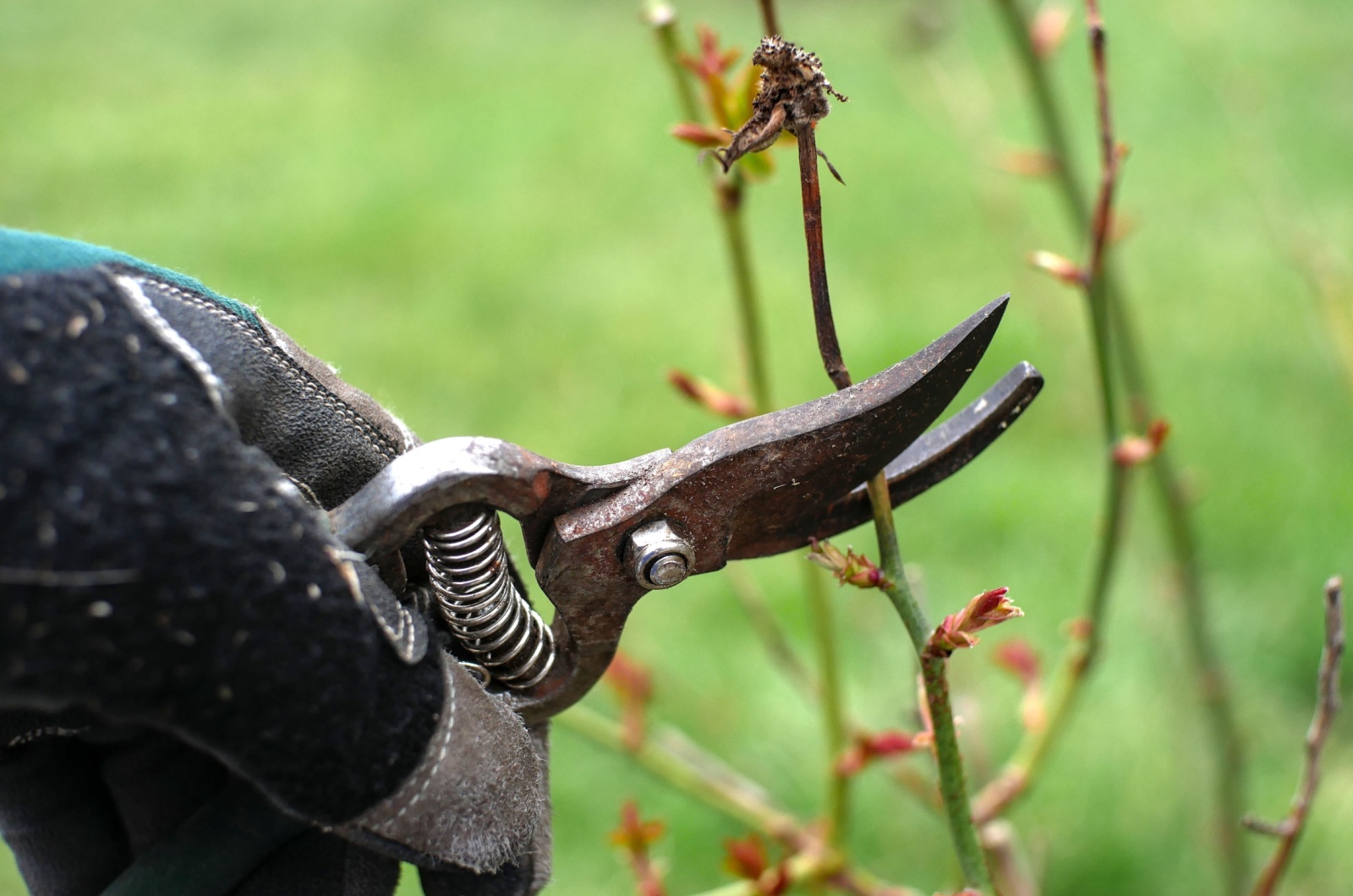 A gloved hand holds pruning shears and cuts a branch
