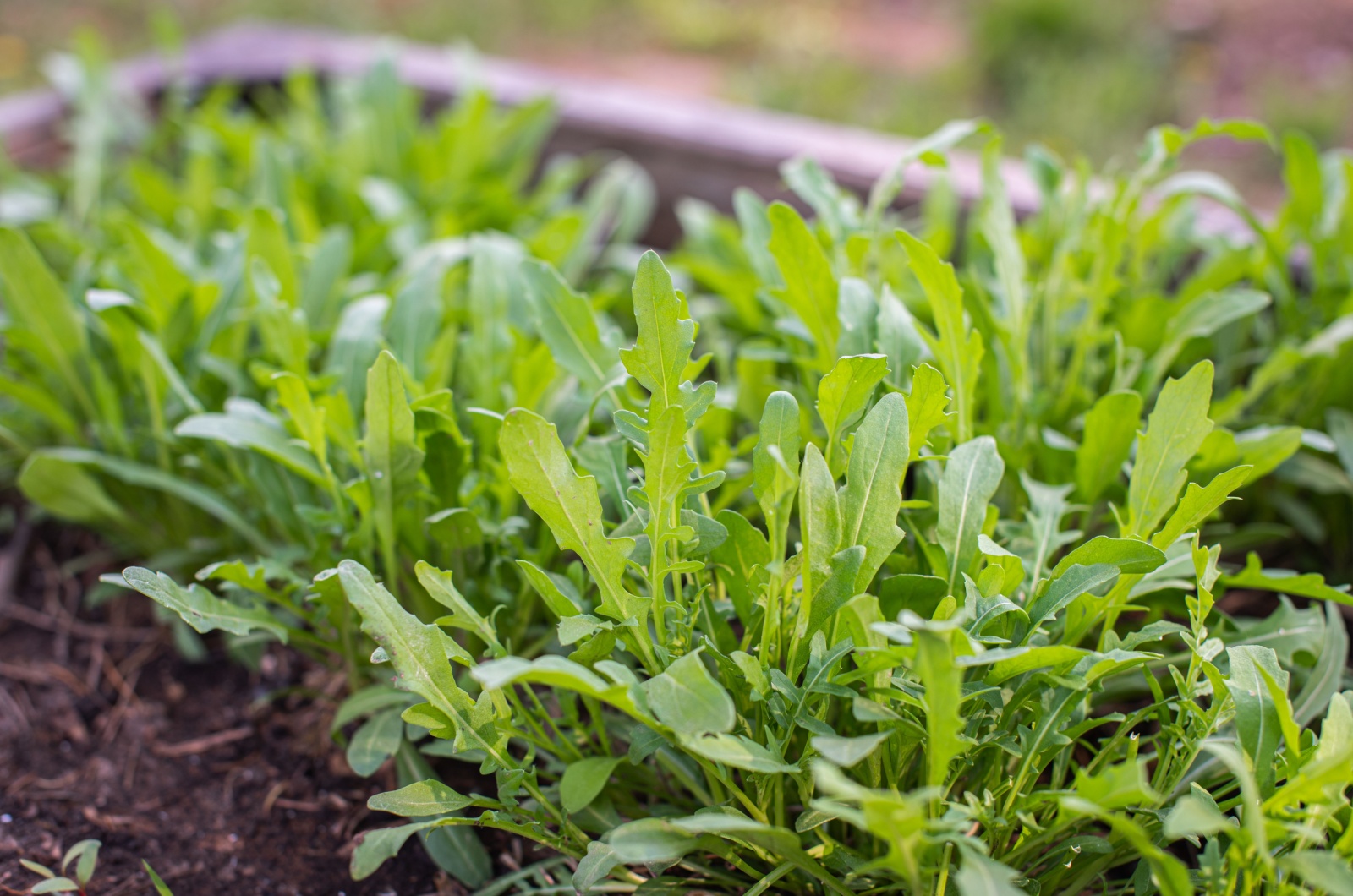 Arugula