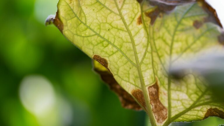 Brown Leaves On Zucchini Plants