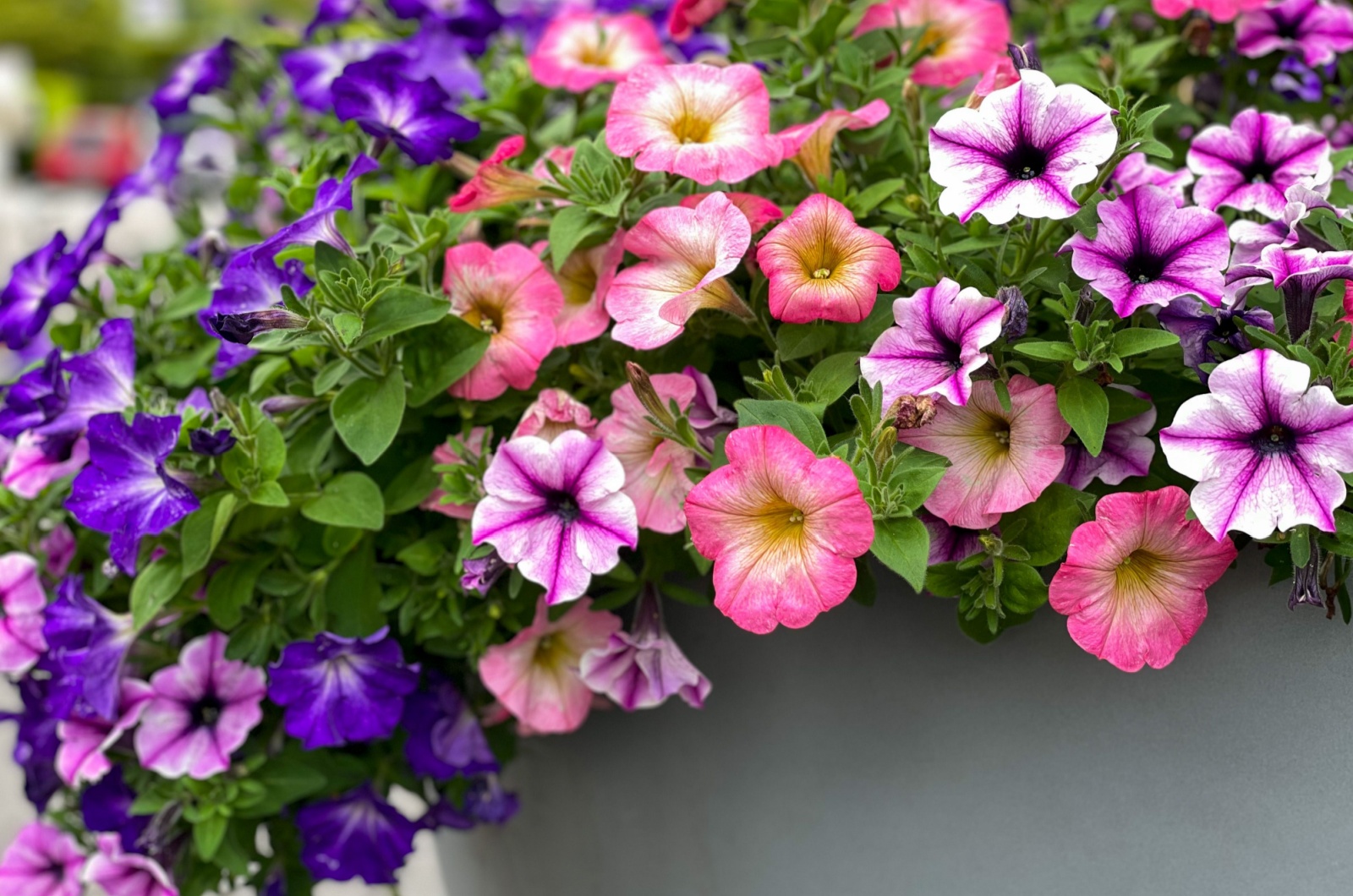 Colourful mixed petunia flowers