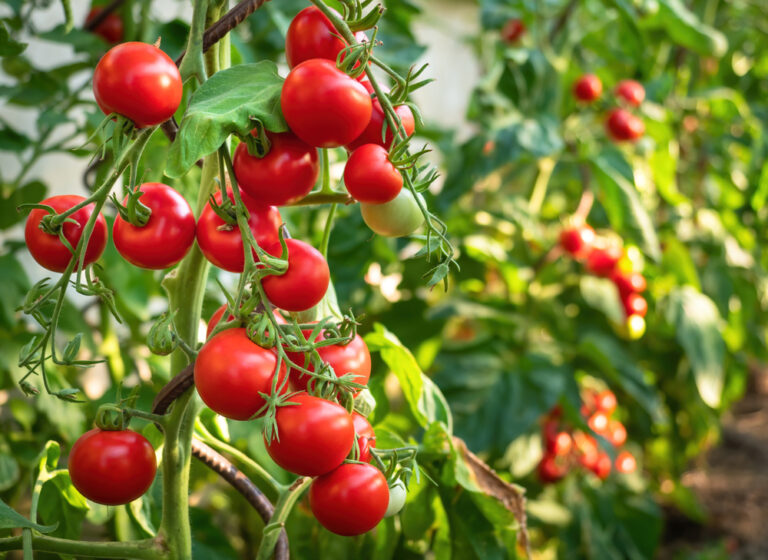 get rid of purple tomato leaves