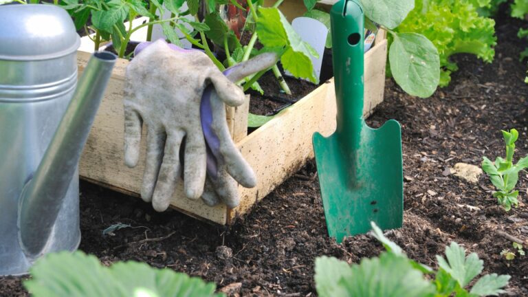spring veggies in the garden